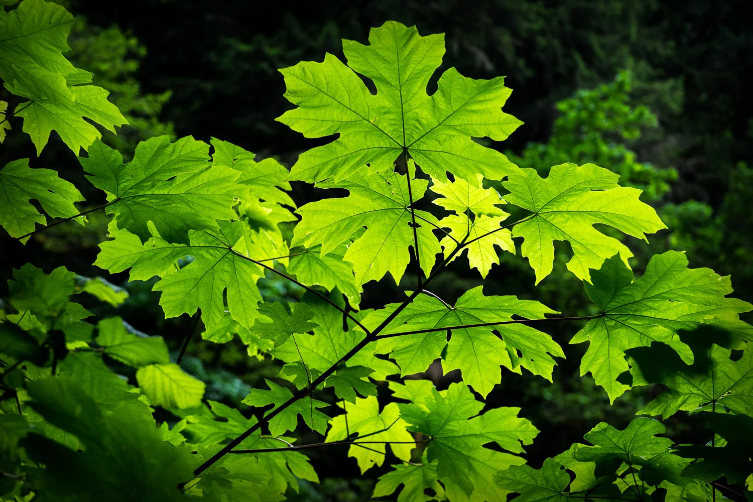 Backlit Maple Leaves in Oregon