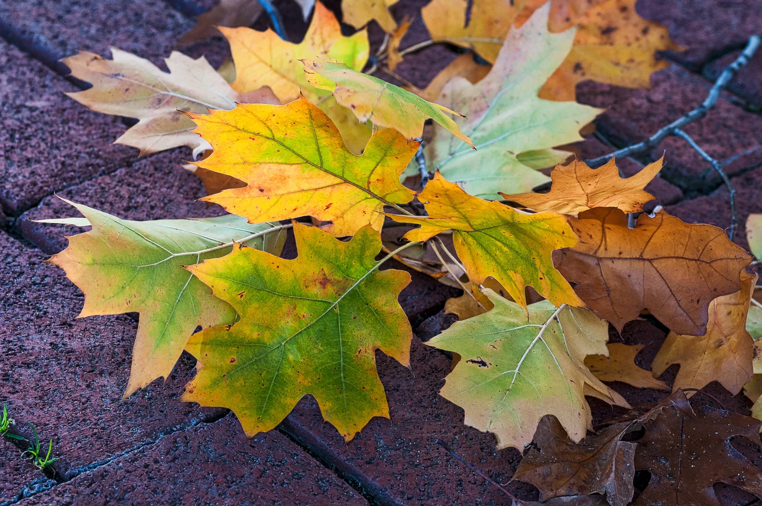 Backlit Oak Leaves