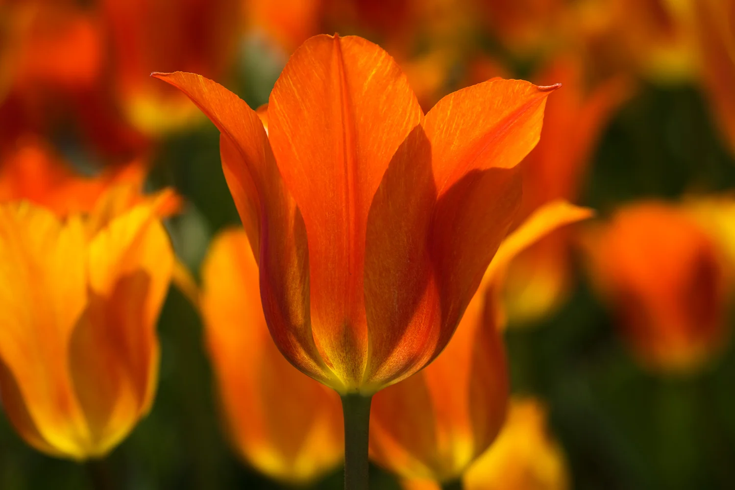 Tulips at Botanica, The Wichita Gardens