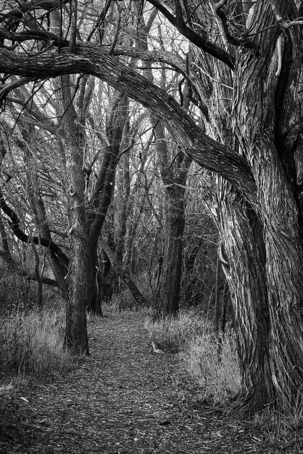 Wooded Trail in Black & White