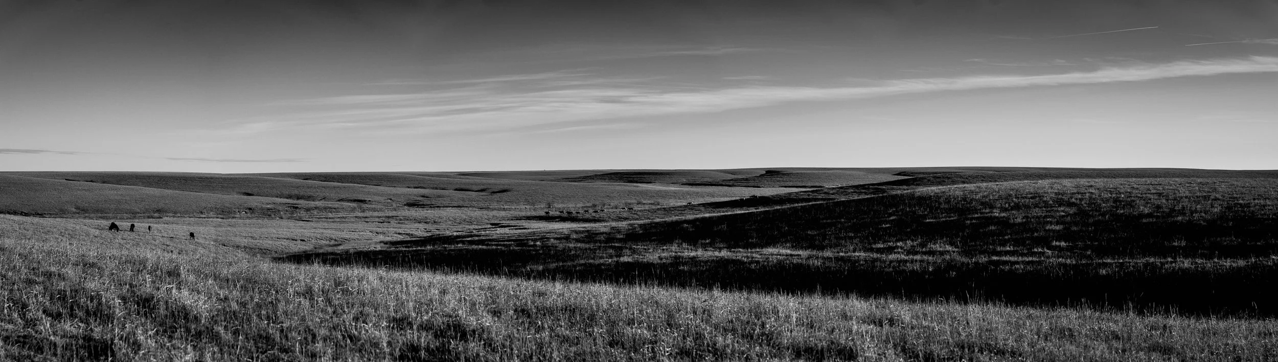Panorama Sunset & Shadows with Wild Mustangs