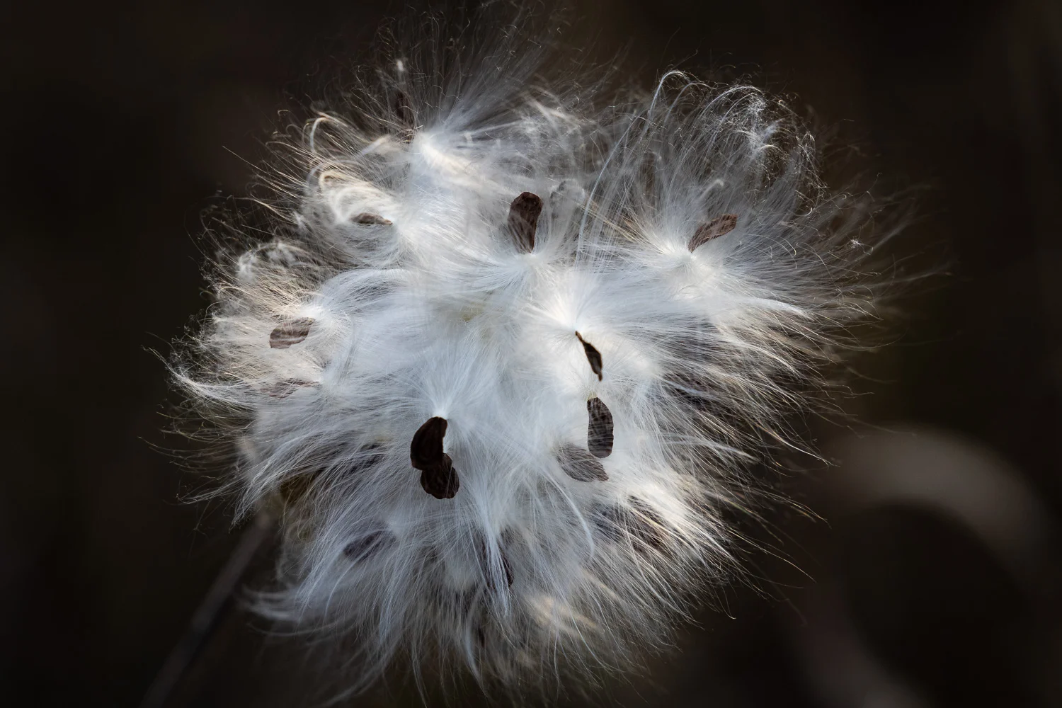 Backlit Milkweed Seedpod