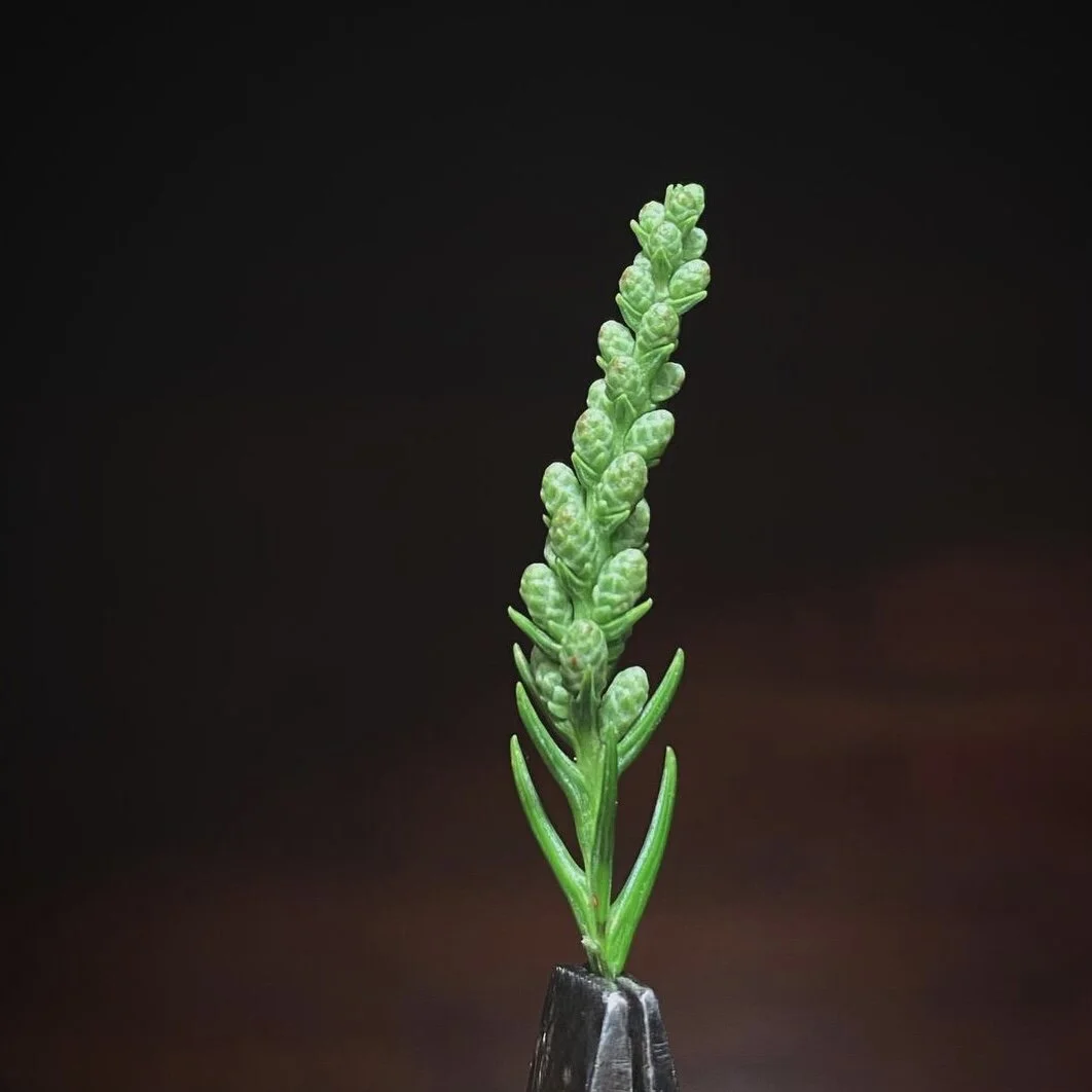 92662ADD-7CB0-4468-8BCE-0D73D7F19241