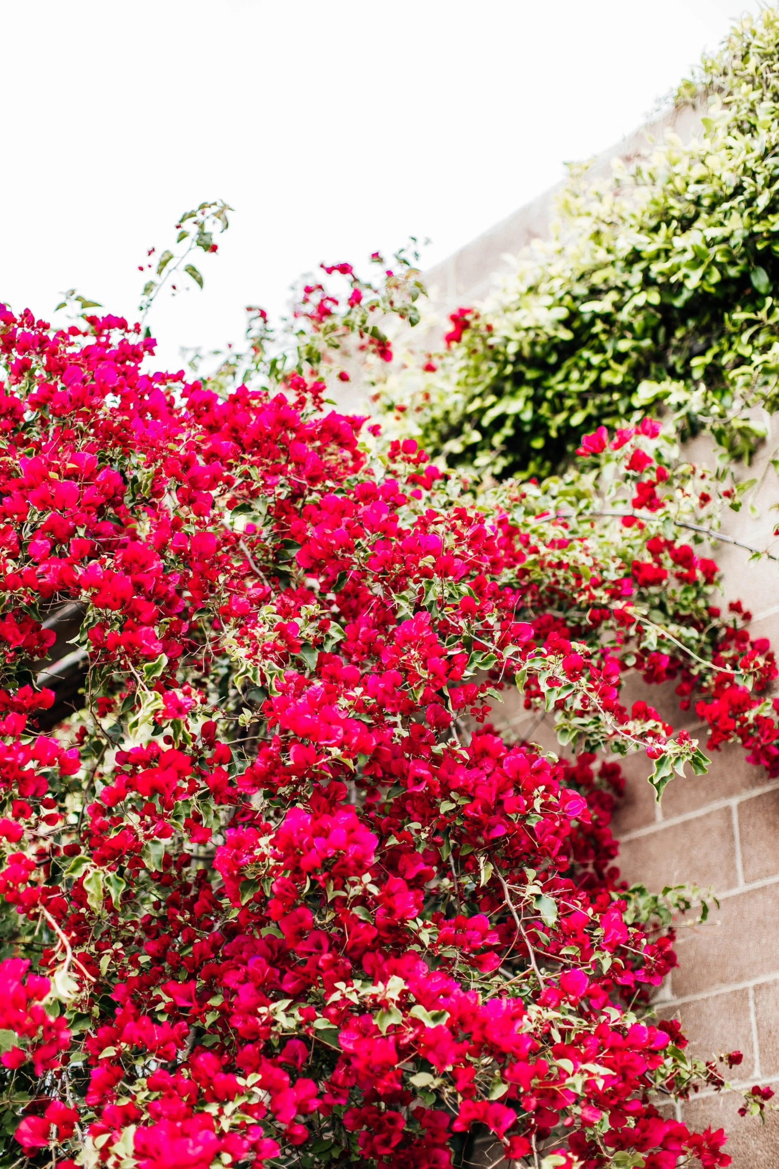 Smoky Hollow Studios Wedding, Venue Decor, Venue Photos, Los Angeles Wedding, Los Angeles Wedding Photographer, Los Angeles Wedding Photos, Los Angeles Wedding Photography, DTLA Wedding, California Wedding Photographer, California Wedding Photography, California Wedding Photos, SoCal Wedding Photographer, SoCal Wedding Photos, SoCal Wedding Photography, Los Angeles Wedding Inspo, Destination Wedding California, Elegant Wedding, Modern Wedding, Warehouse Wedding, Unique Wedding Venue