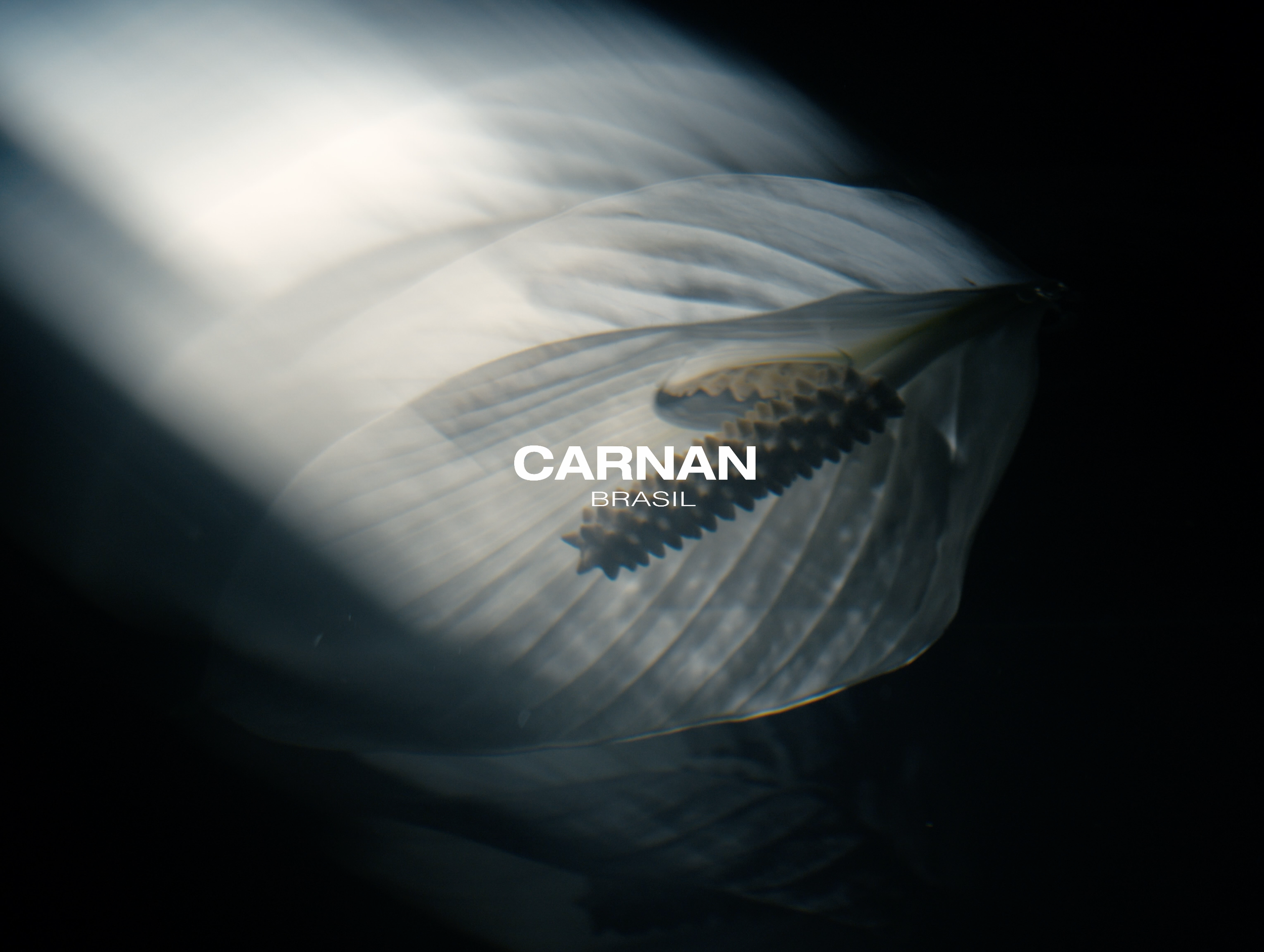 CARNAN - SS26 - THE FLOWING SHAPE OF TIME