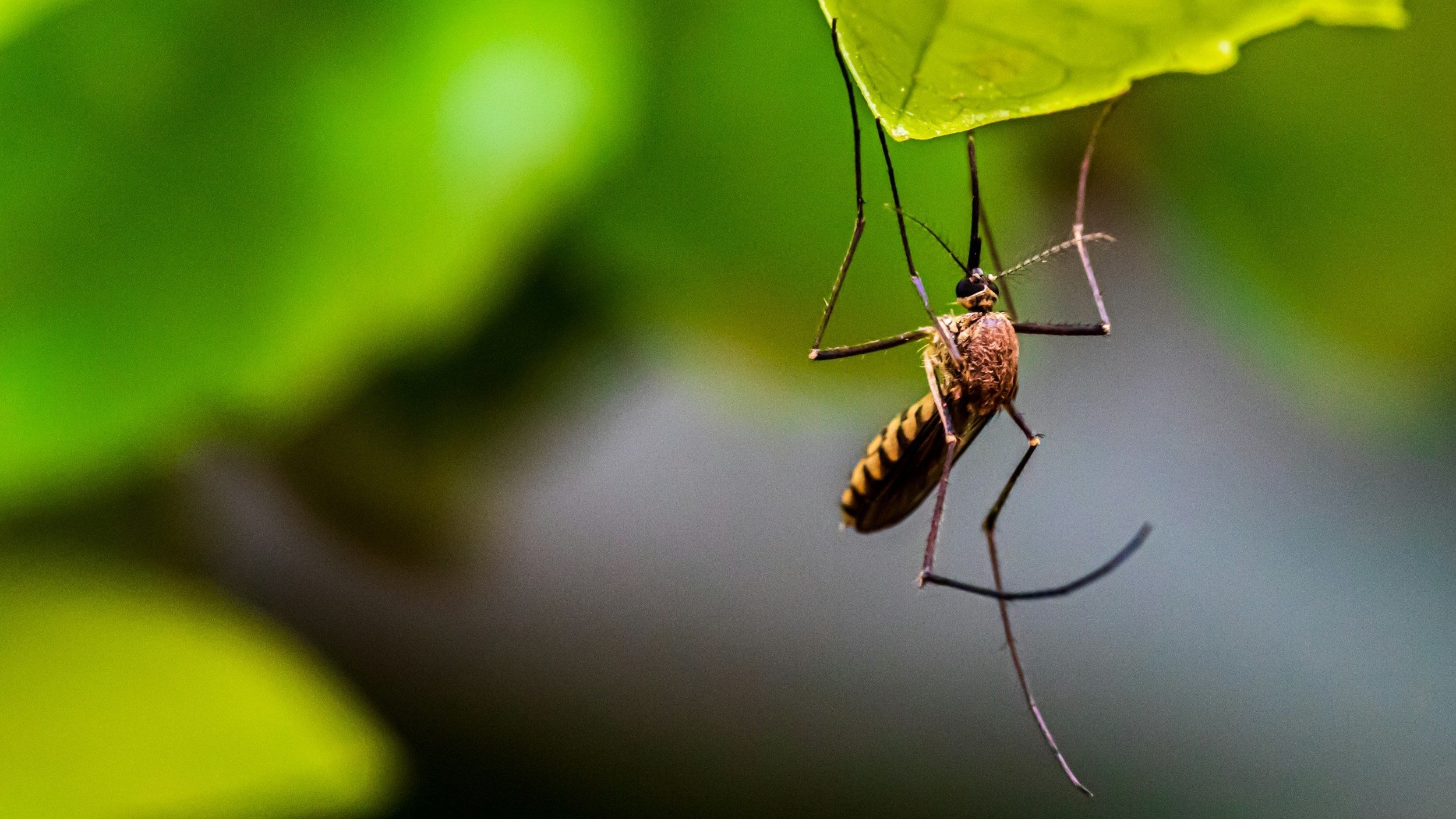 How Cravings Are Like Mosquito Bites (Really!)