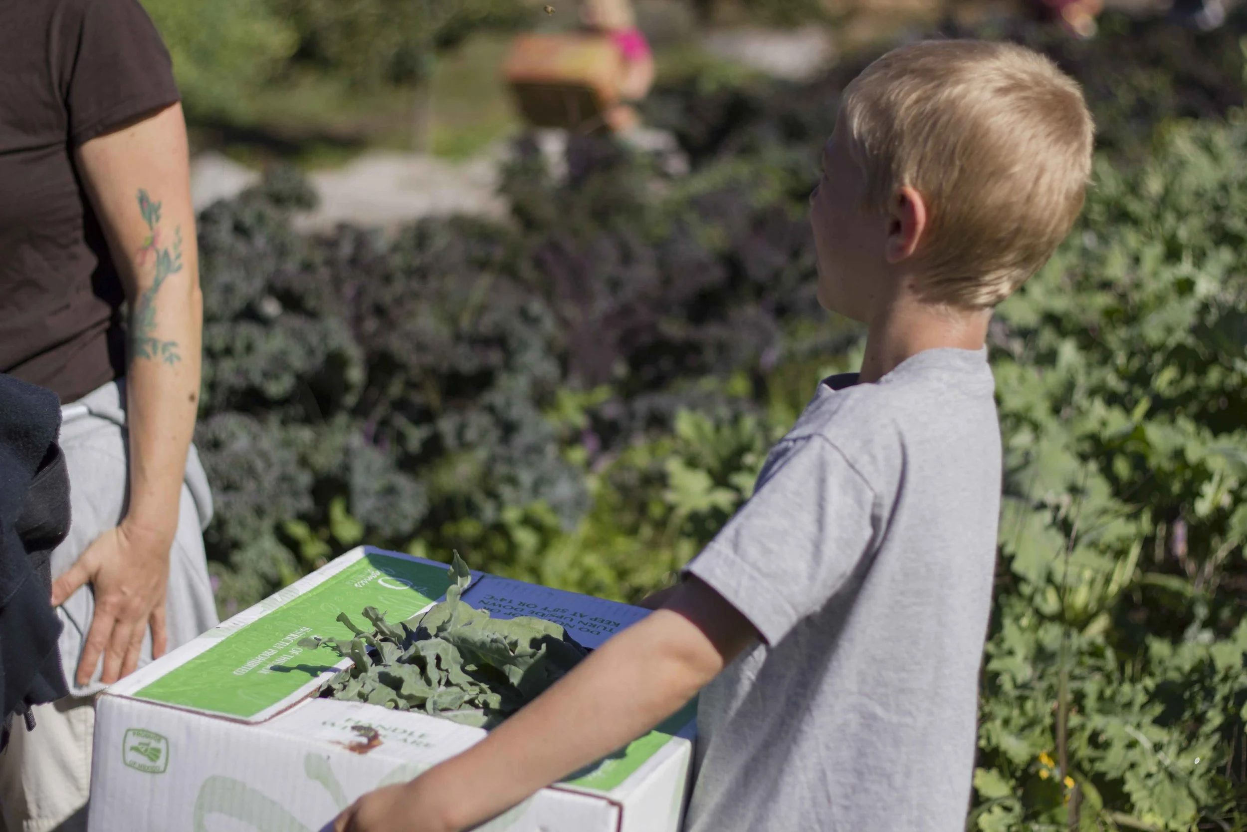 We harvested about 10 boxes of kale just like this one