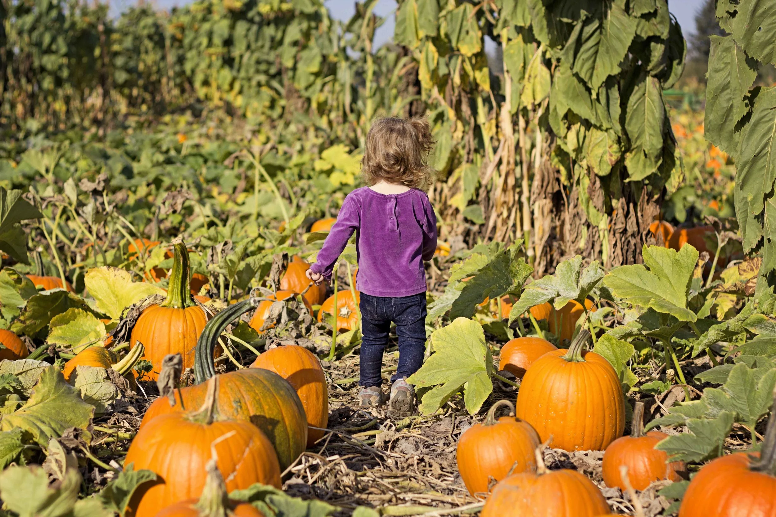 Pumpkin Party