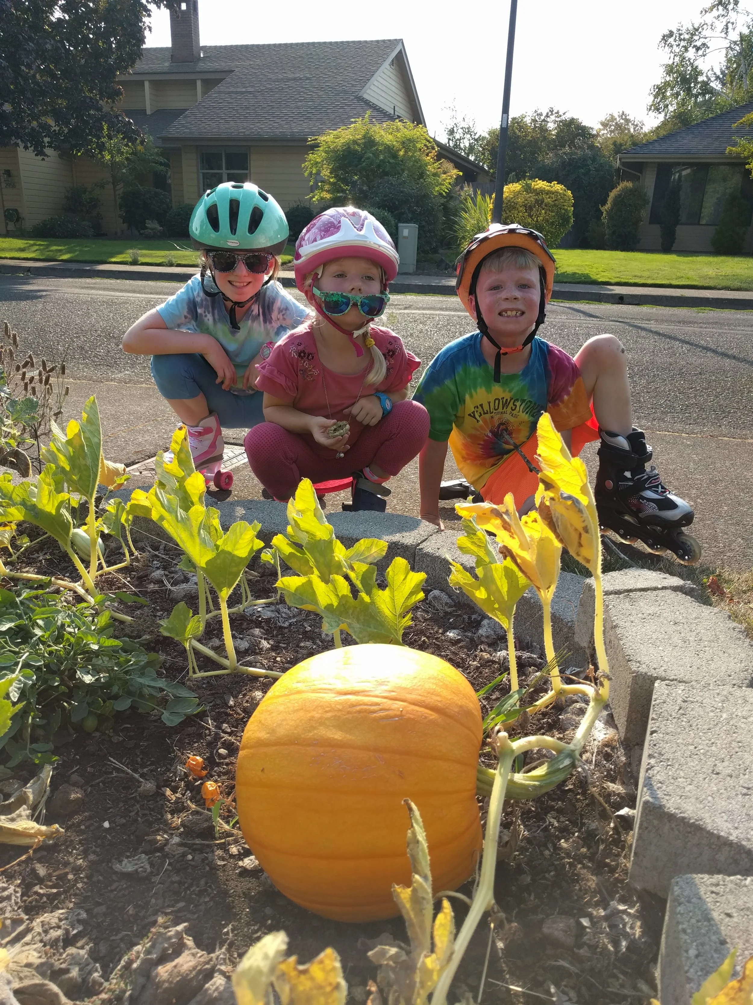 The handful of seeds that were planted resulted in 15 pumpkins! The kids were very excited at the bountiful harvest and each chose the pumpkin they want to keep to carve before Halloween.