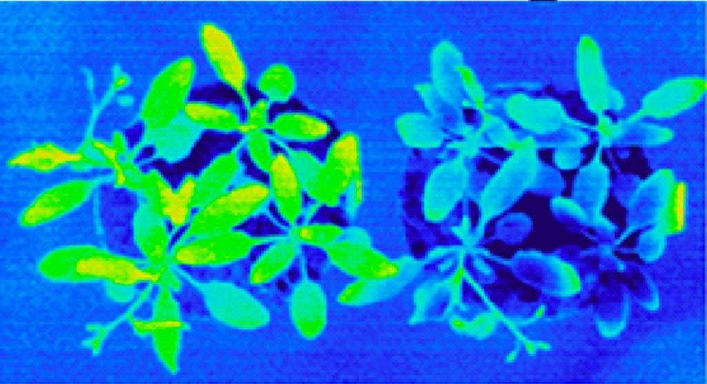 Plants are showing different temperature according to their water content. Dry vegetation is more warm (left plant in the picture) than one with sufficient amount of water (right plant).