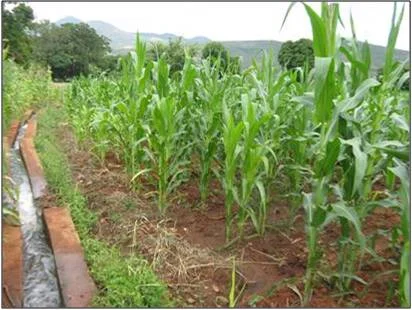 Management of Evapotranspiration in Cultivated Catchments in Tanzania Using Earth Observation (EO) Data (2016-2018)