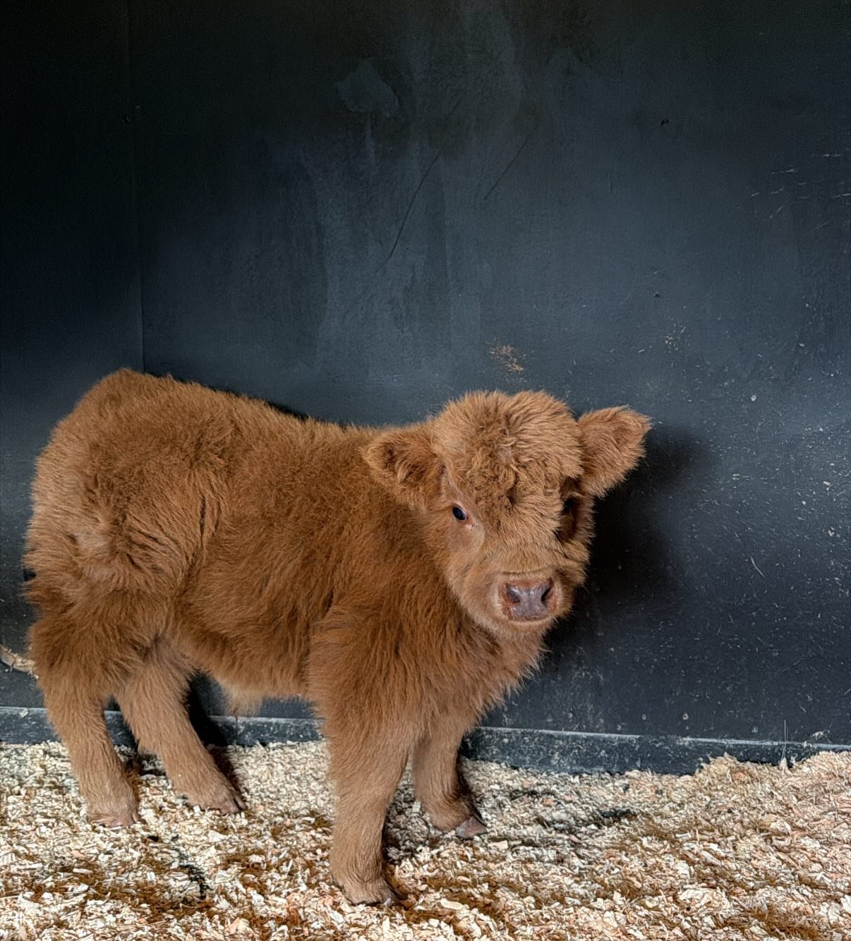 One week of Huckleberry heaven and we can&rsquo;t imagine our lives without this sweet baby boy.  Standing at an adorable 24&rdquo; tall (and growing by the second!), this six week old Scottish Highland cow has stolen our hearts.  He&rsquo;s a perfec