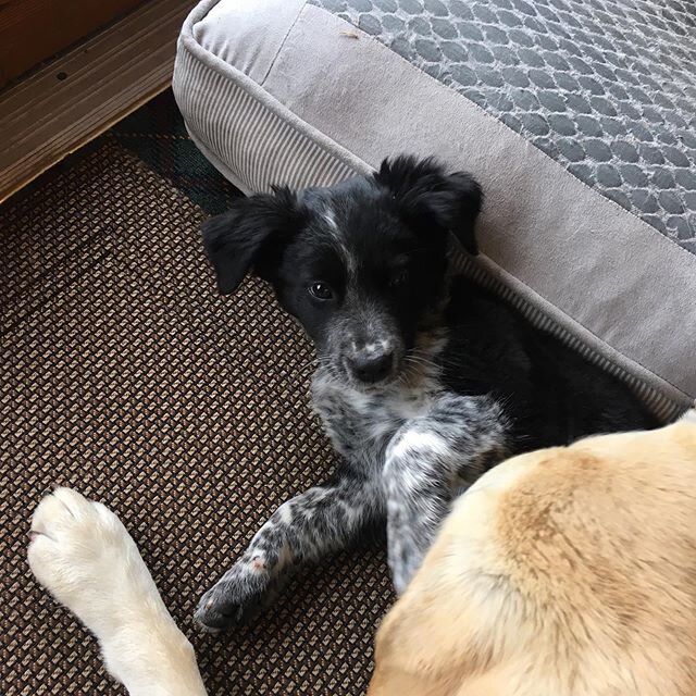 The intern is in the shop!!! Come down and meet the Harley Girl!  It&rsquo;s going to be pretty unproductive down here today... #cuzzywasadingdong #shopdog #shopdogintraining #oldsunknits #imnotgettinganyworkdone #localyarnshop #whitefishmontana