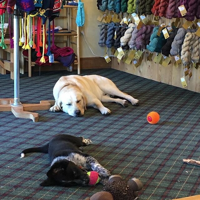 The life of a shop dog... #cuzzywasadingdong #shopdog #shoppup #oldsunknits #casualfriday #dogdays #whitefishmontana #localyarnshop