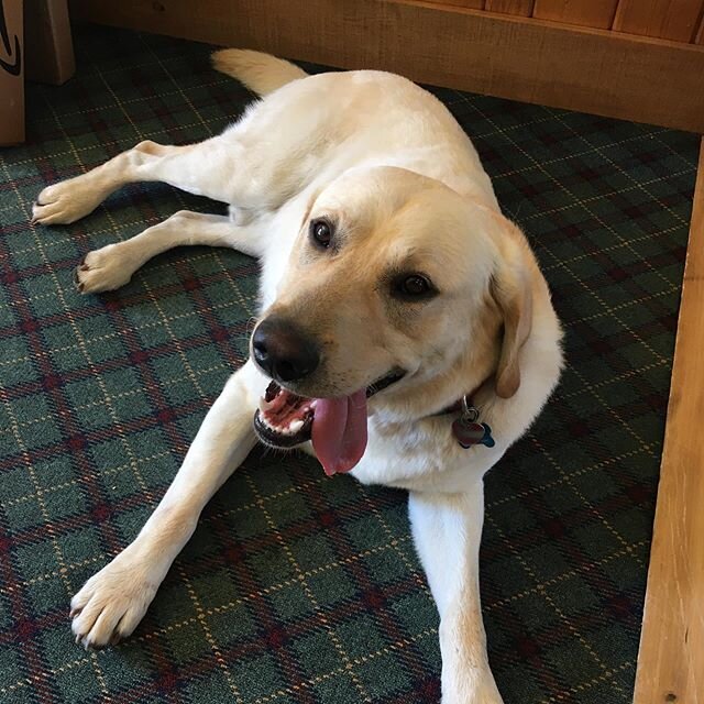 The Cuzzy Bear thinks 61F is warm enough...so we walked down to the shop to test out the new air conditioner!  We&rsquo;ll be here for a few hours, come see us!

#cuzzywasadingdong #oldsunknits #sixtydegreesishot #shopdog #whitefishmontana