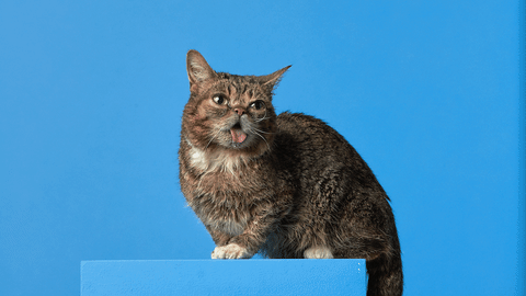giphy-13.gif