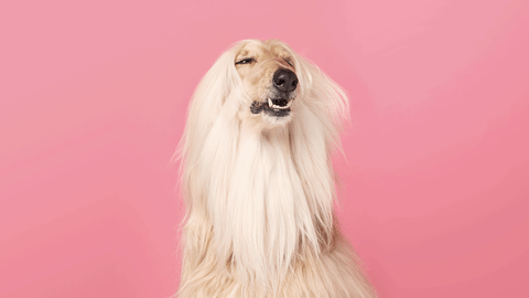 giphy-7 2.gif