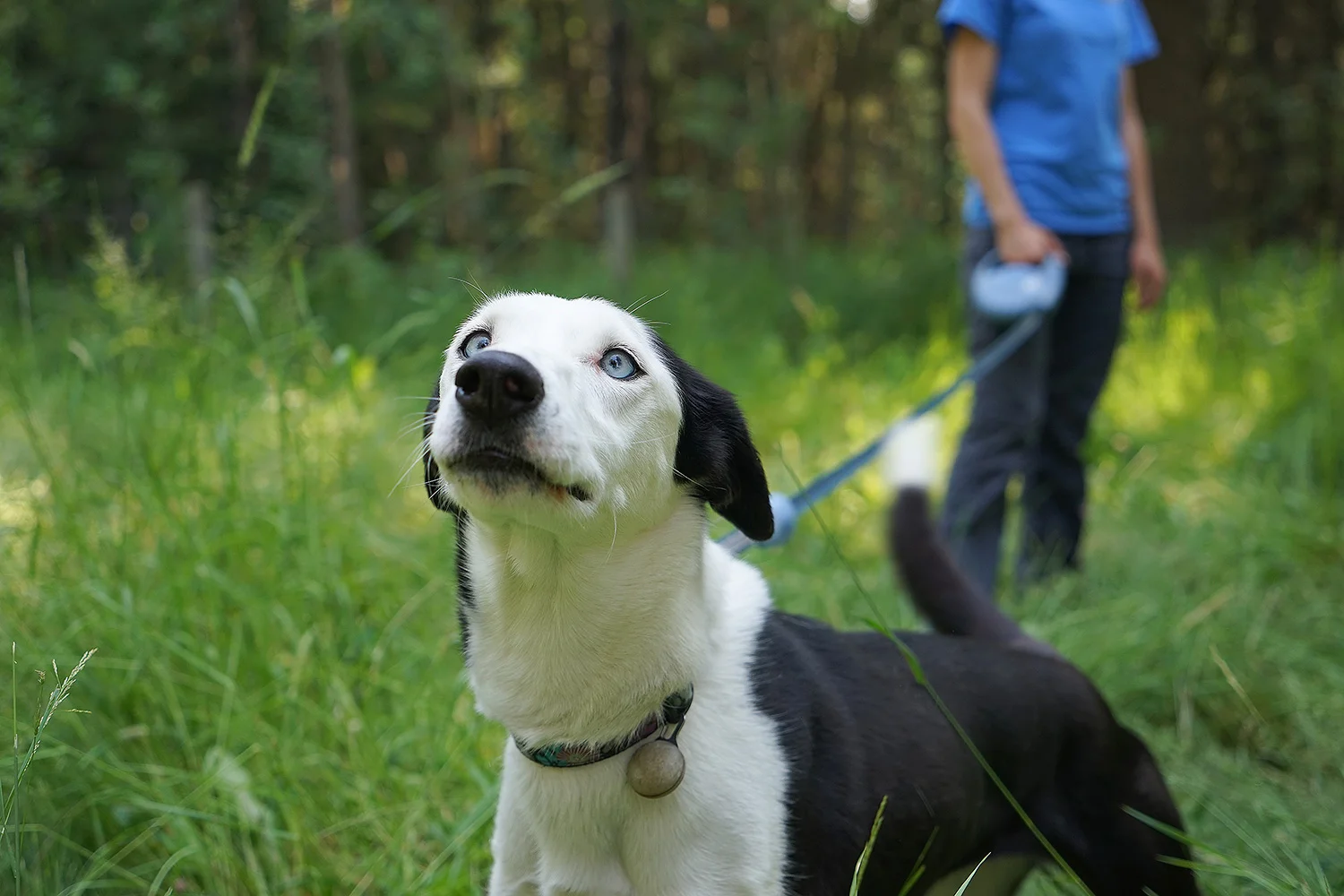 Dogs are walked 3 times daily on our 5 acre property