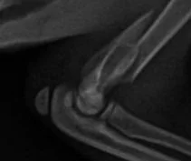 We have partnered with Smart.Vet to enhance our emergency services for our clients