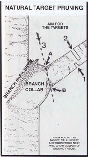 Source: http://www.extension.iastate.edu/smallfarms/proper-techniques-prune-trees-and-shrubs