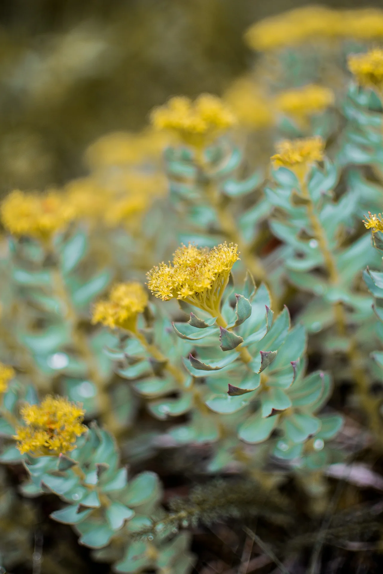 succulent-2412436_1920.jpg