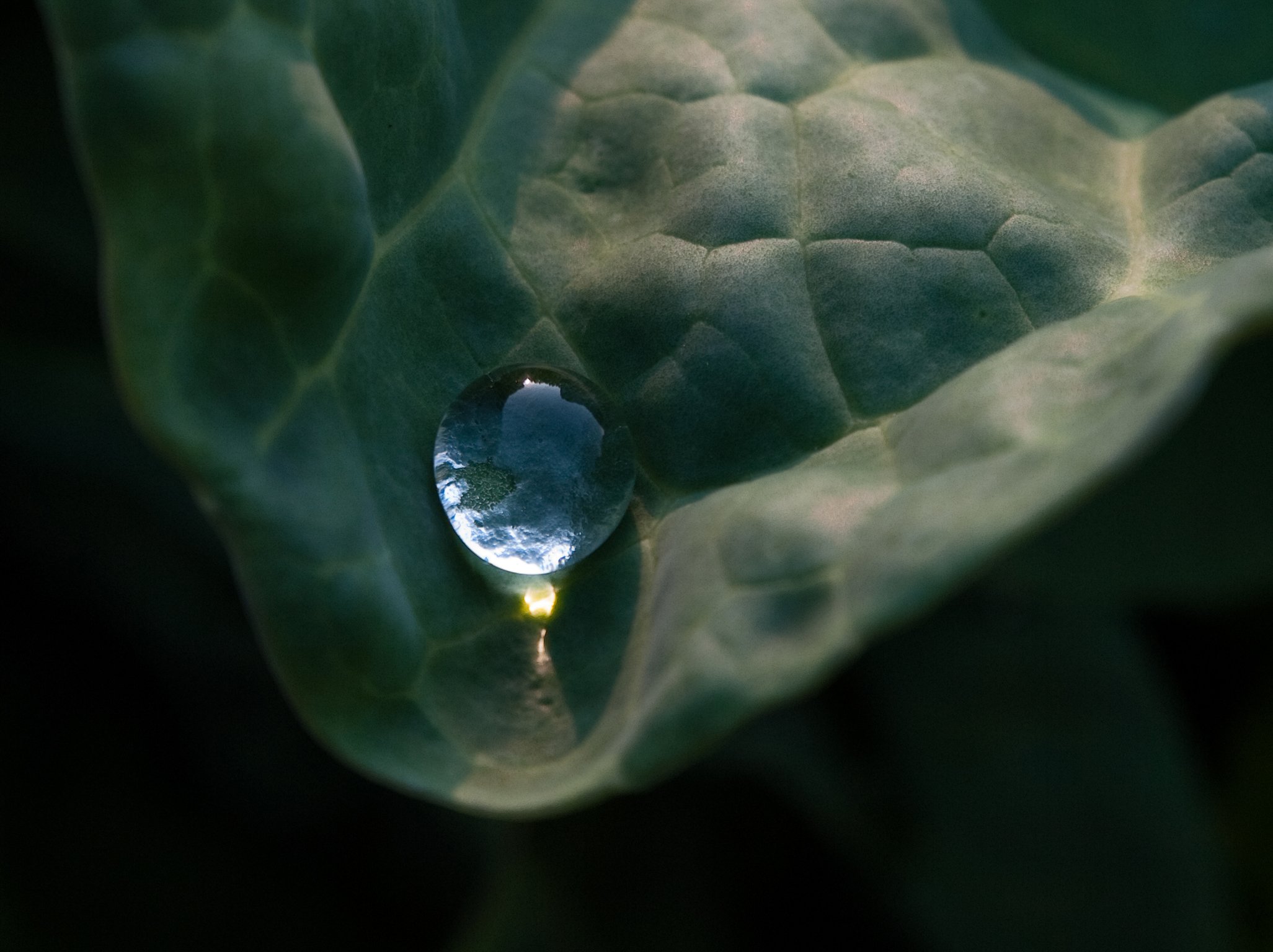 Cruciferous