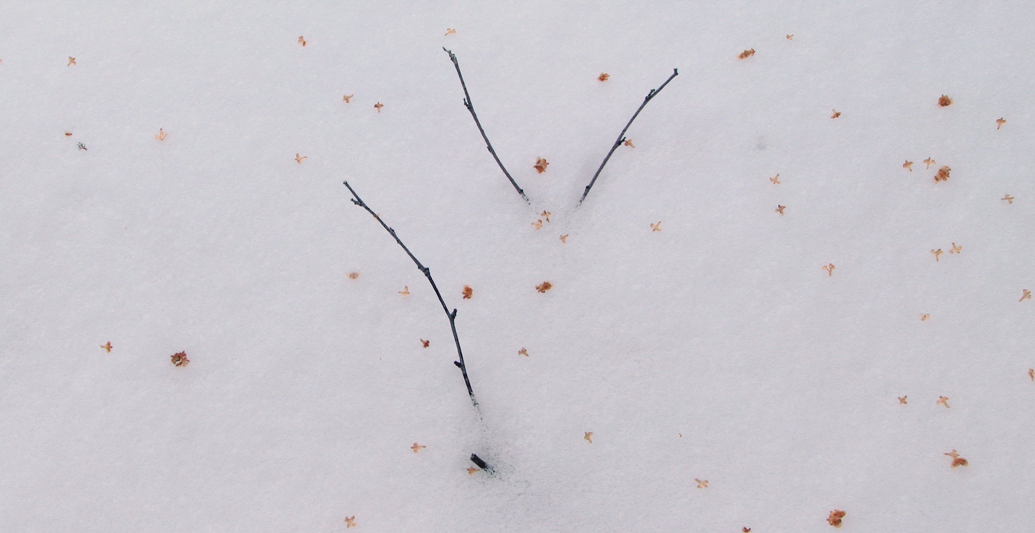 Snow and Birch Seeds_0105 0102 RGB warp crop.jpg