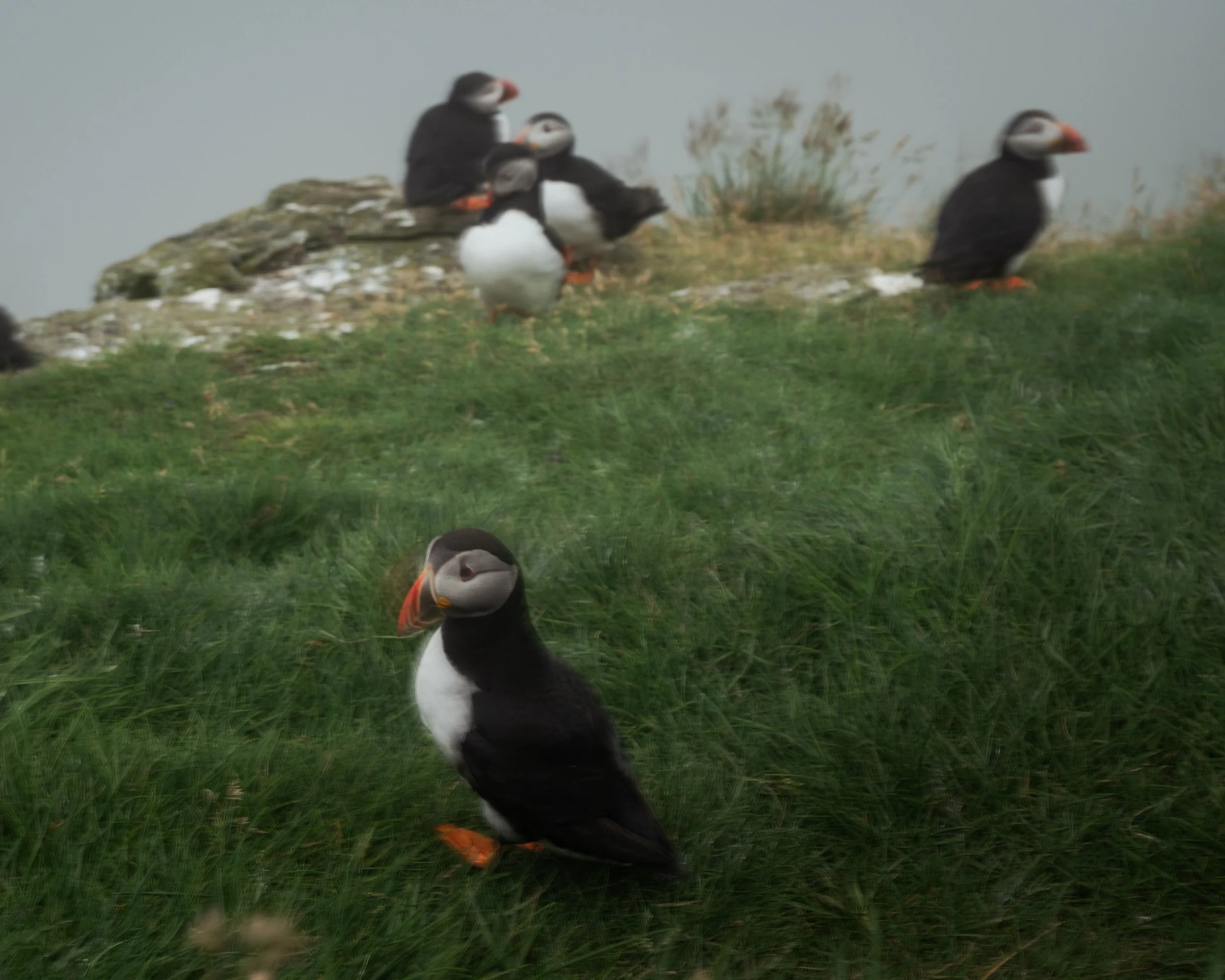 Mykines_Lydia Hansen Photography_05.jpg