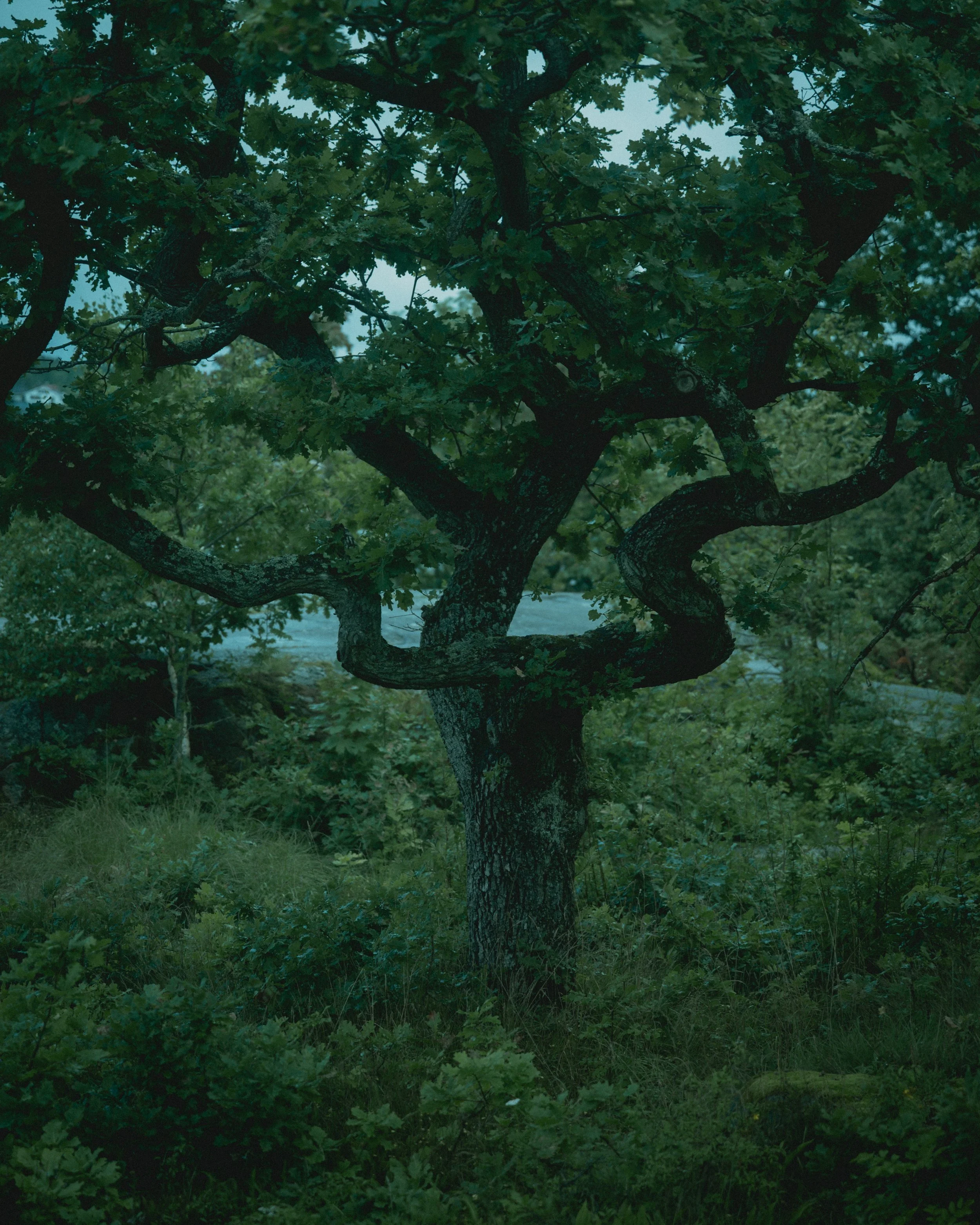 Lydia Hansen Photography_norway_02.jpg