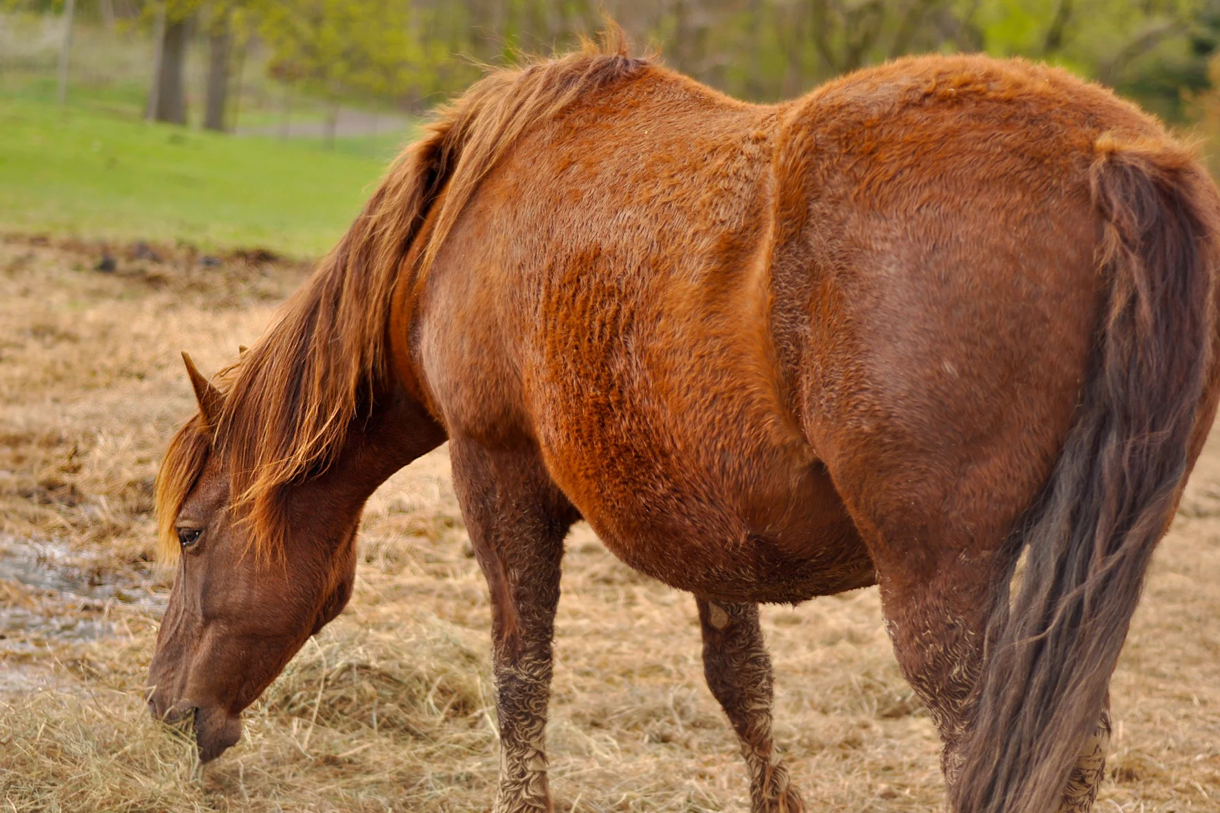 horse.jpg