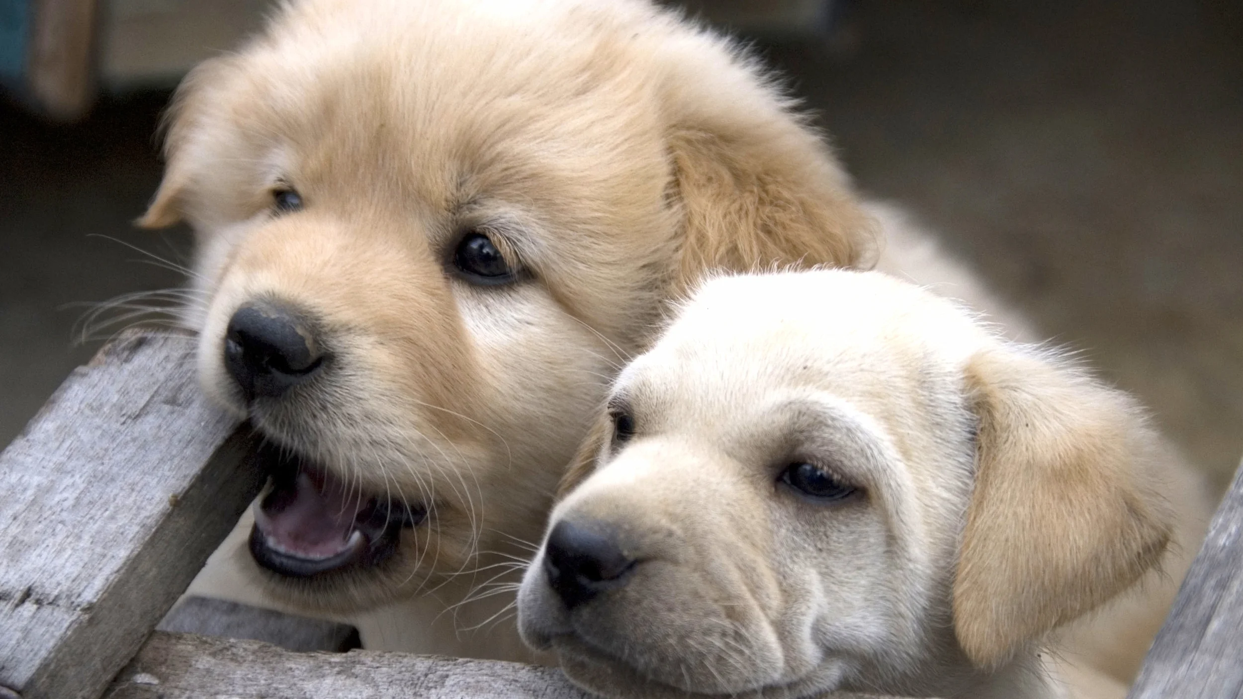 The Natural Dog Contact — The Natural Dog