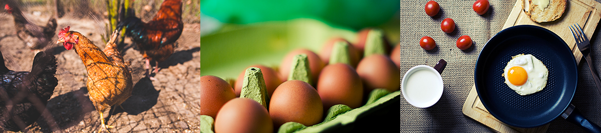 Difference of eggs.
