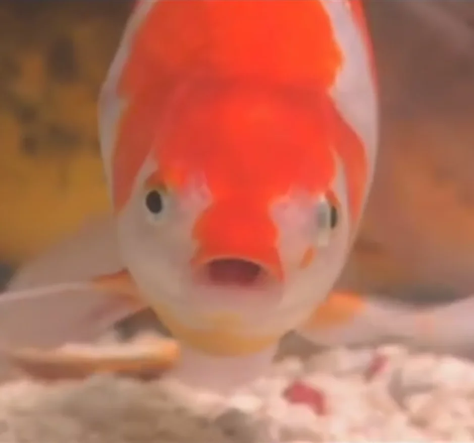 fish.jpg