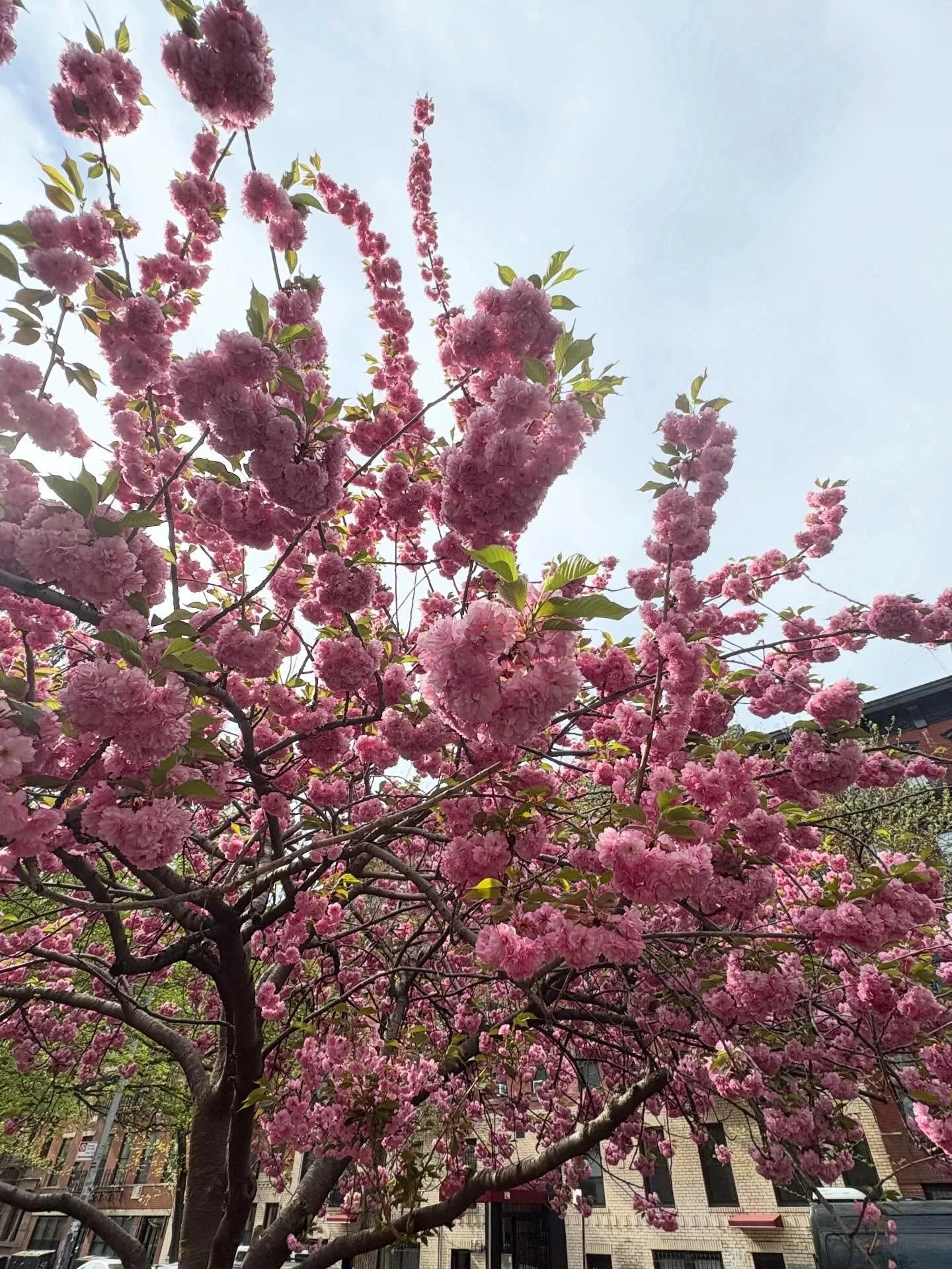 Spring in Tompkins Square Park. 💖