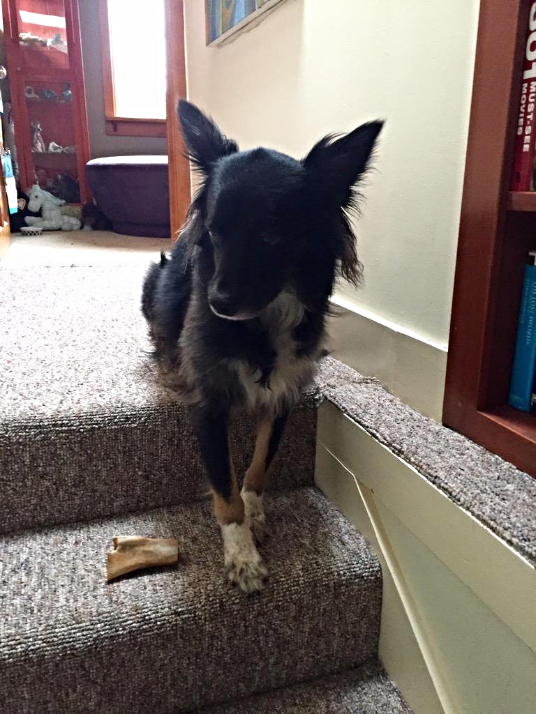 dogshaming.jpg