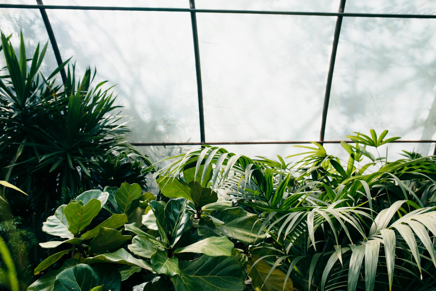 OKC Family Photography Calverts Plant Interiors Greenhouse