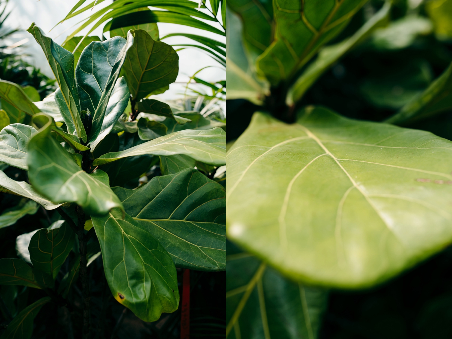OKC Family Photography Calverts Plant Interiors Greenhouse