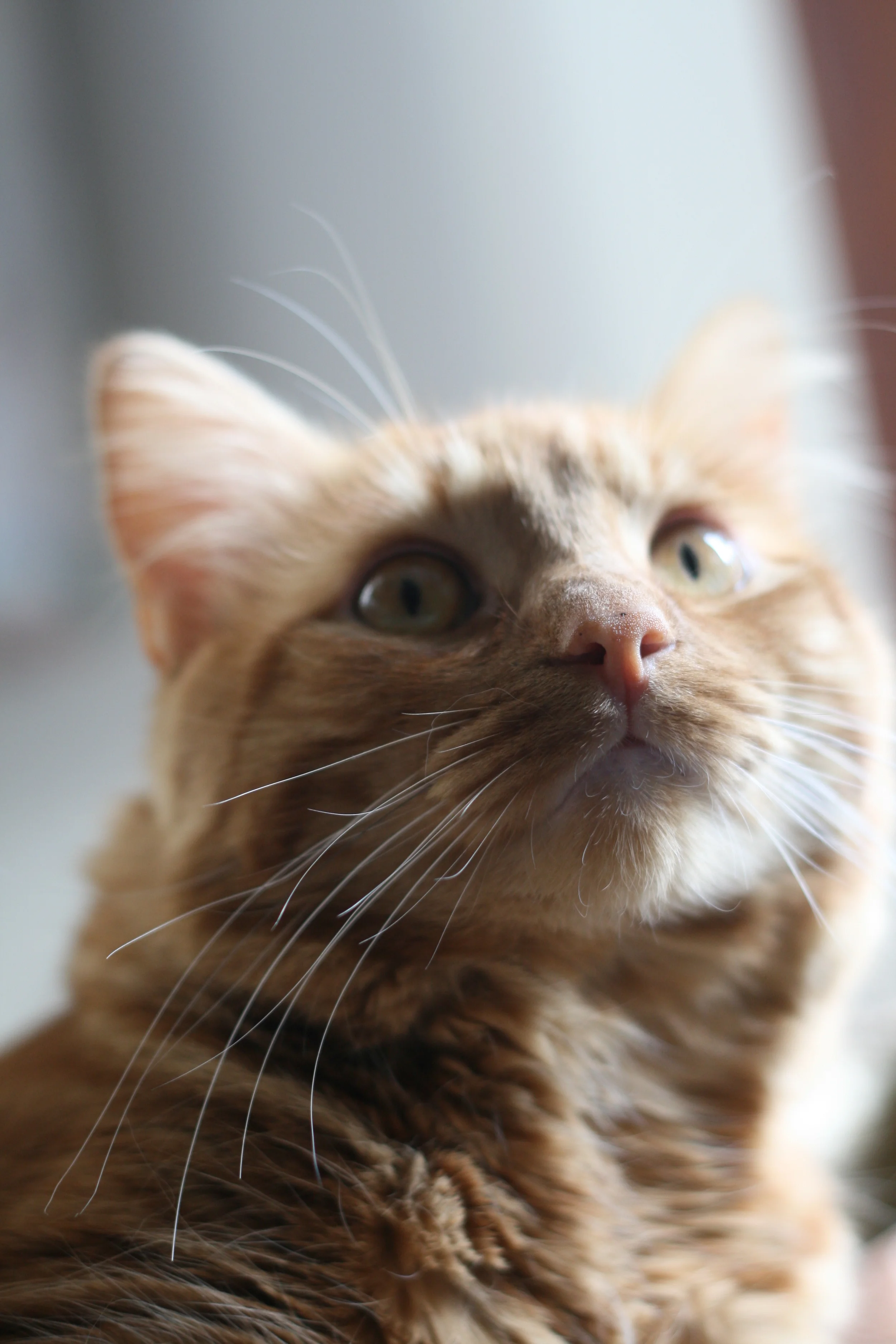 Herman - Close Up + Shallow Depth of Field-1.JPG