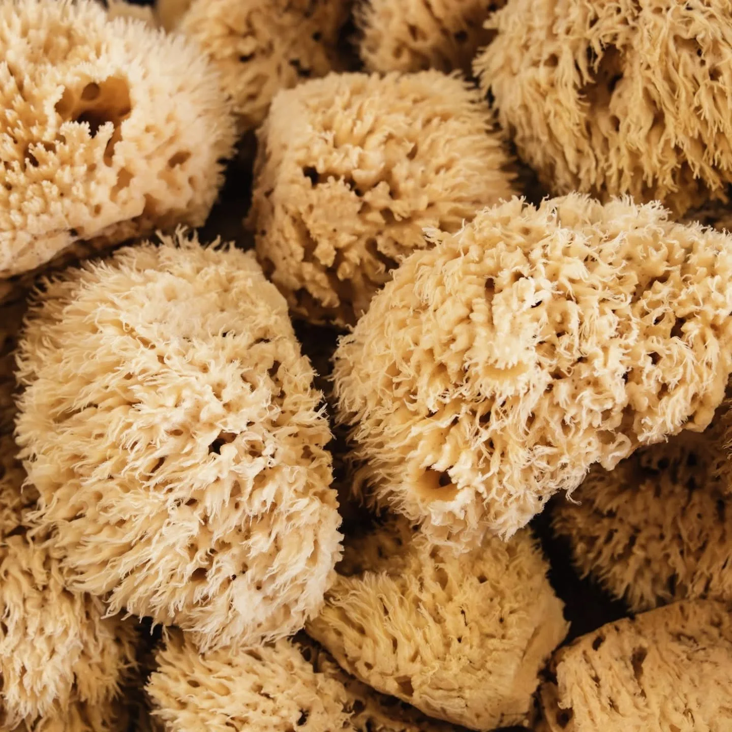 If you've been curious to try...or have already fallen in love with our natural bath sea sponges 🥰...now is the time to stock up!!

Enjoy 20% OFF sitewide with code SPRINGSWELLNESS at checkout, through Sunday, May 3rd...also the last day to order fo
