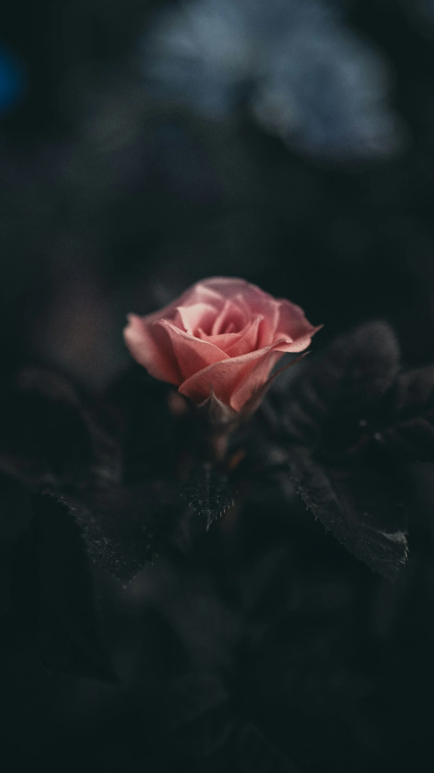 PREORDER/LIMITED Dark Rose Soy Candle