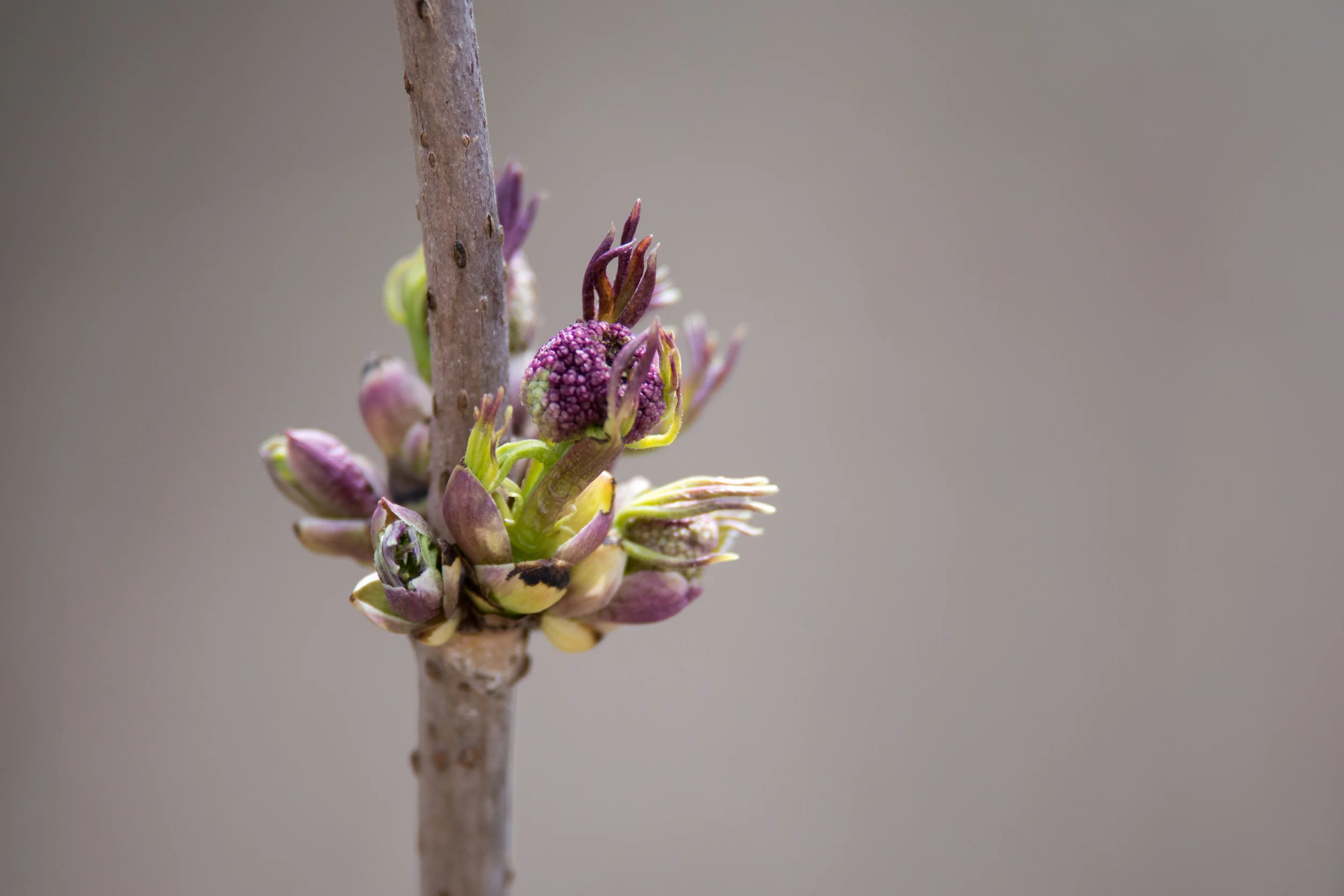 2016 Budding Out  (1 of 1).jpg