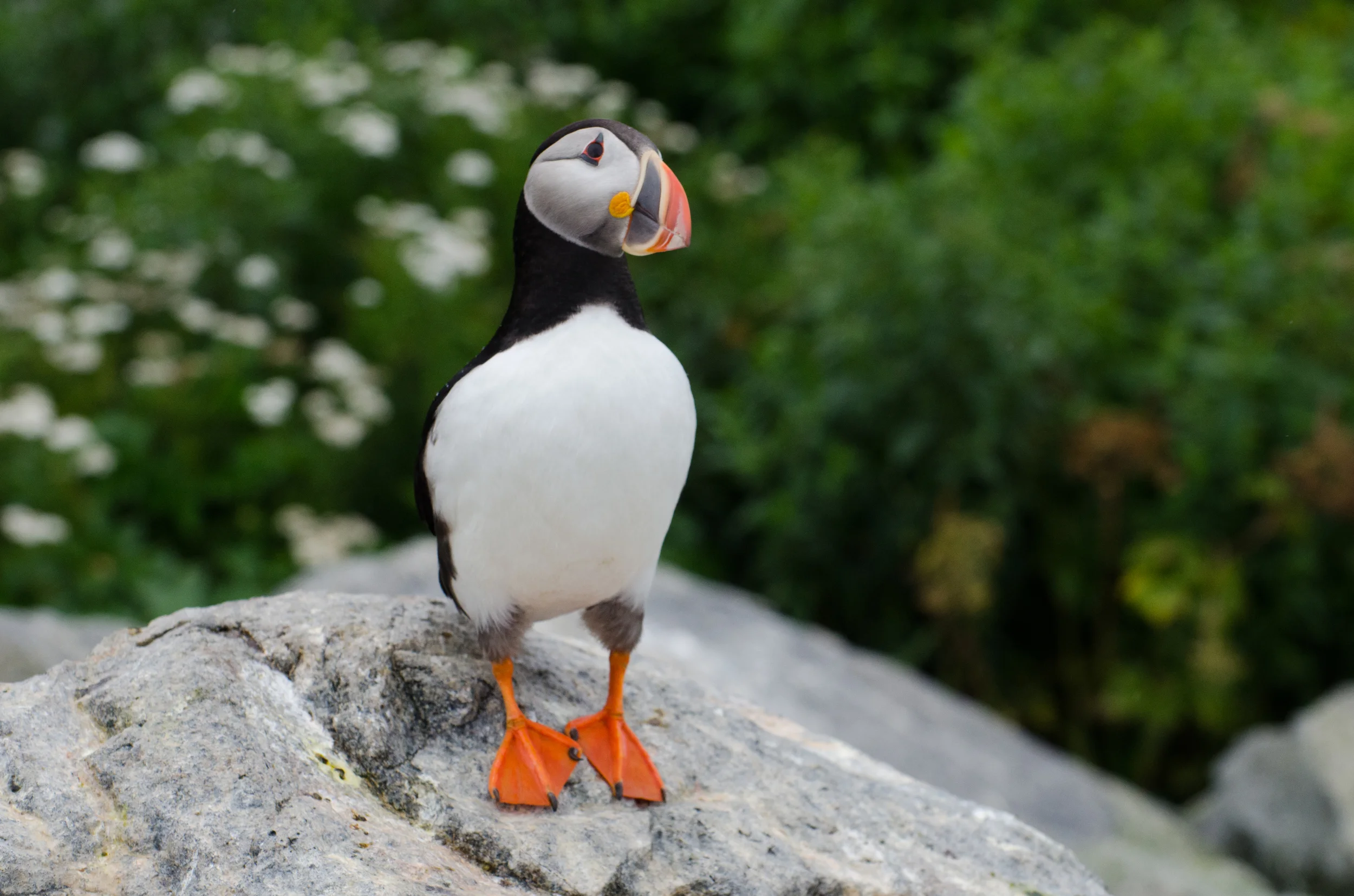 2014 Puffin8  (1 of 1).jpg