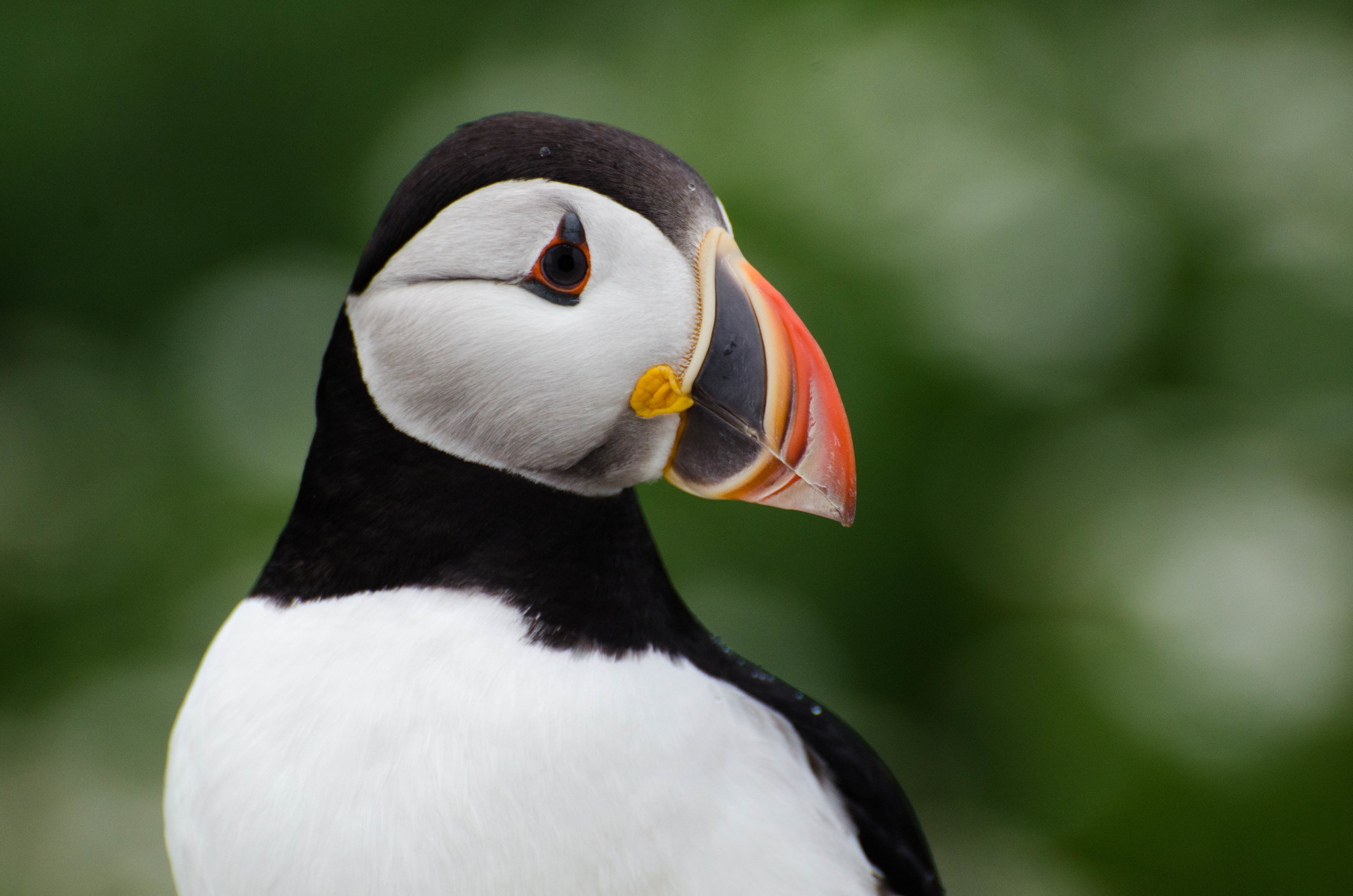 2014 Atlantic Puffin.jpg