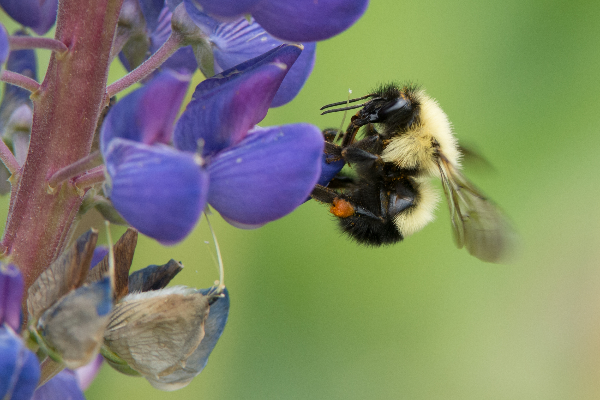 2016 Bee on Lupin  (1 of 1).jpg