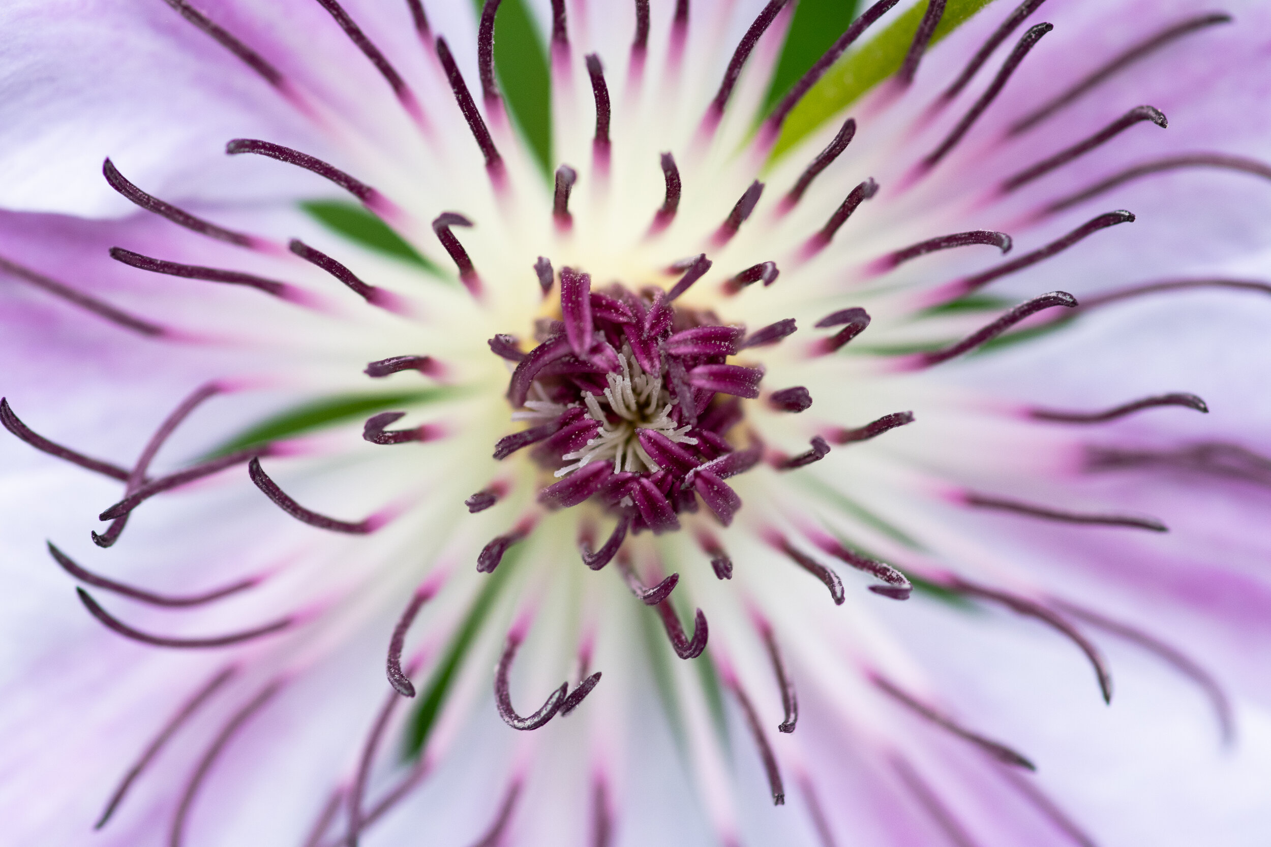 2020 06 Clematis Flower Macro 03.jpg