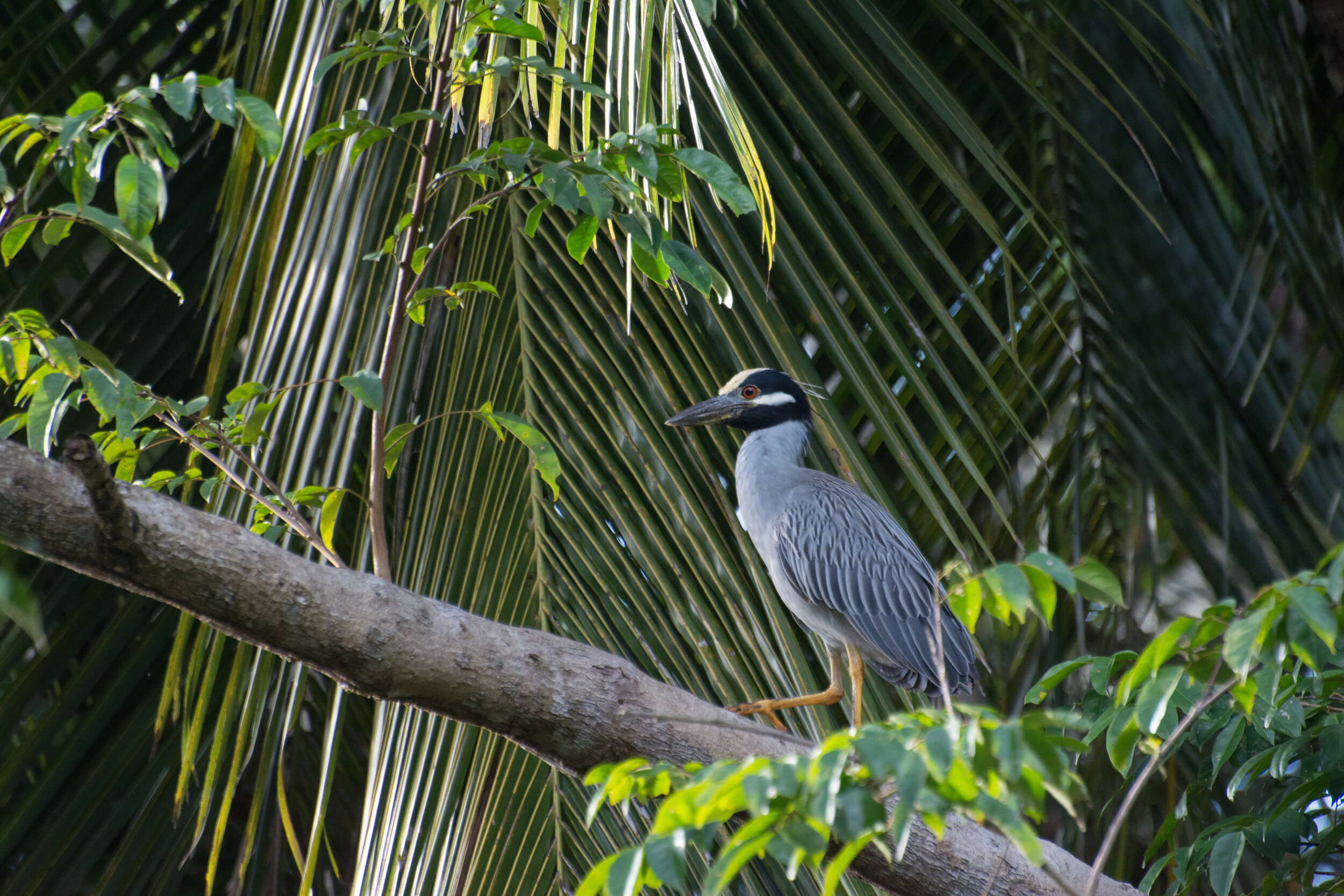 Yellow-Crowned Night Heron_.jpg