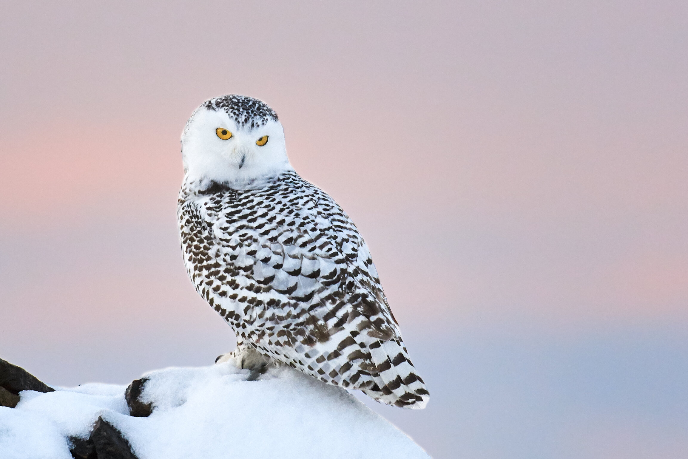 2017 Snowy Owl1 (Phase1) 1.jpg