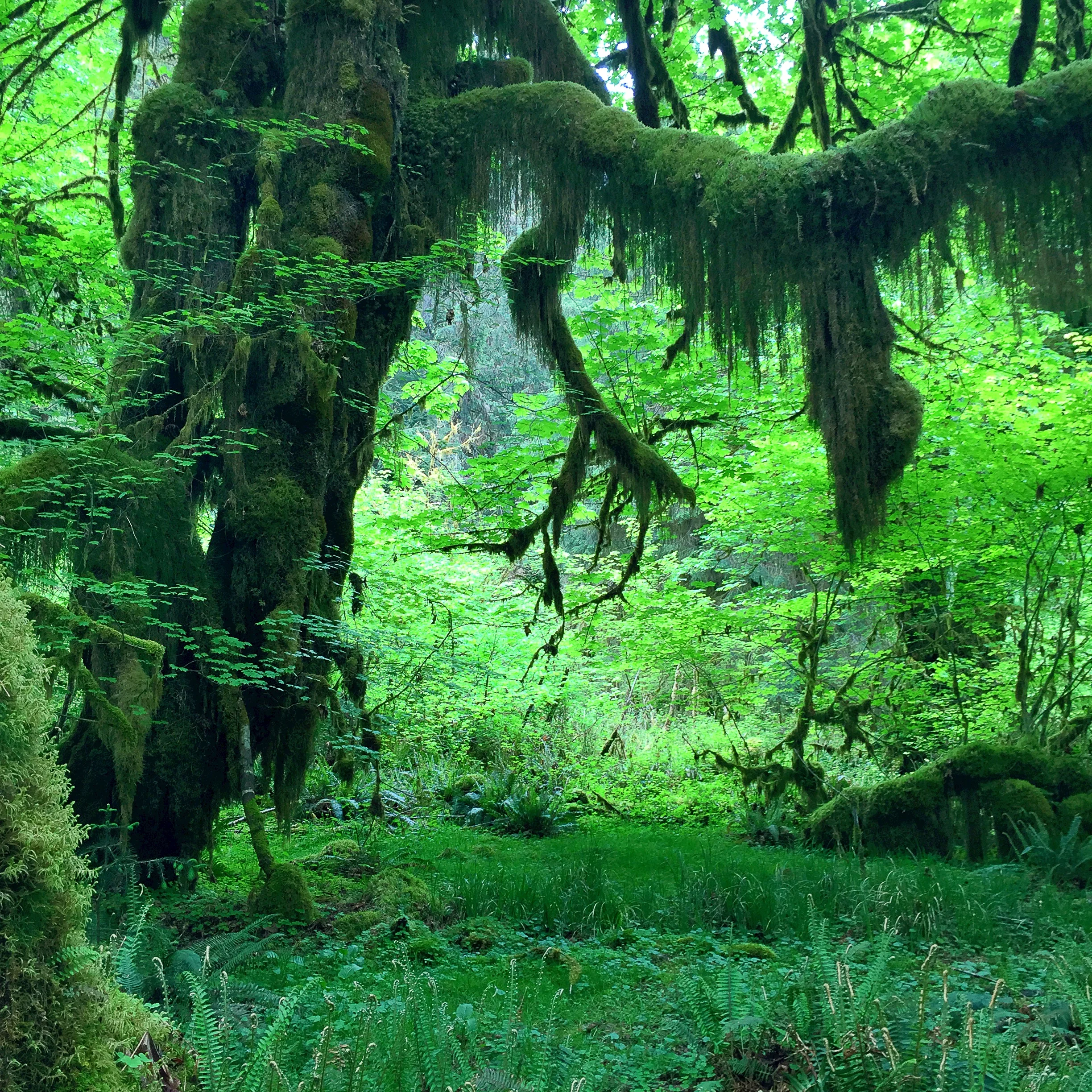 Hall of Mosses Trail // Hoh Rainforest