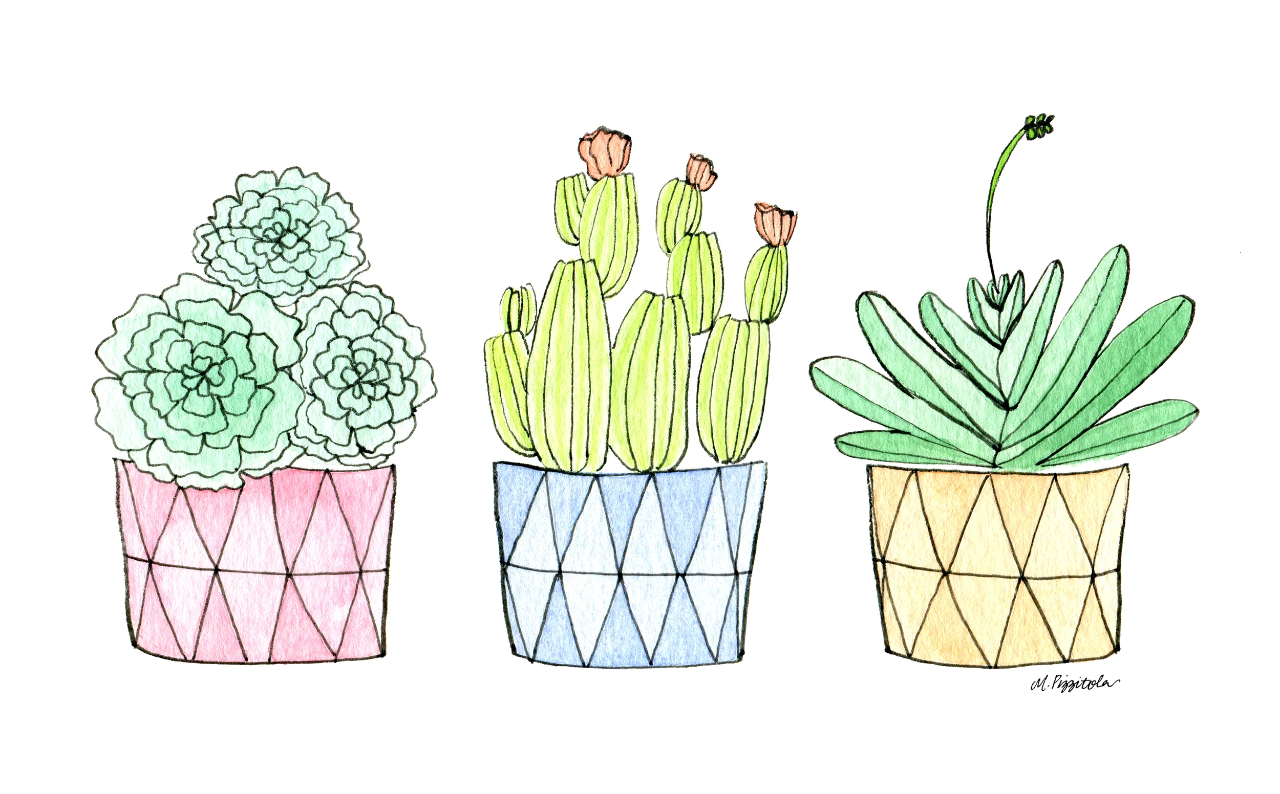 Succulent Trio
