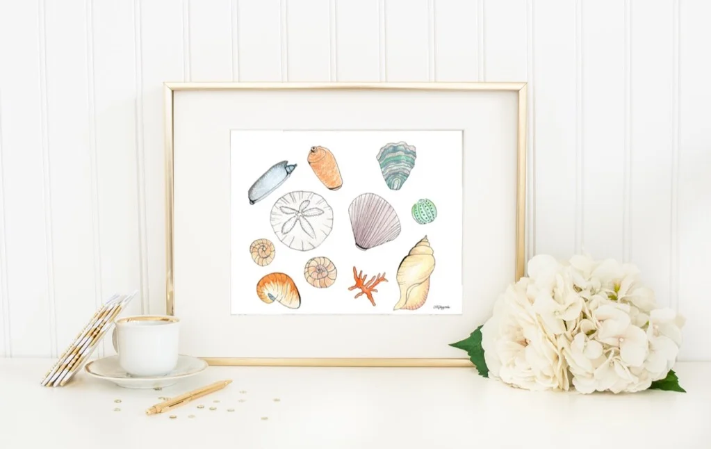 Watercolor Shells